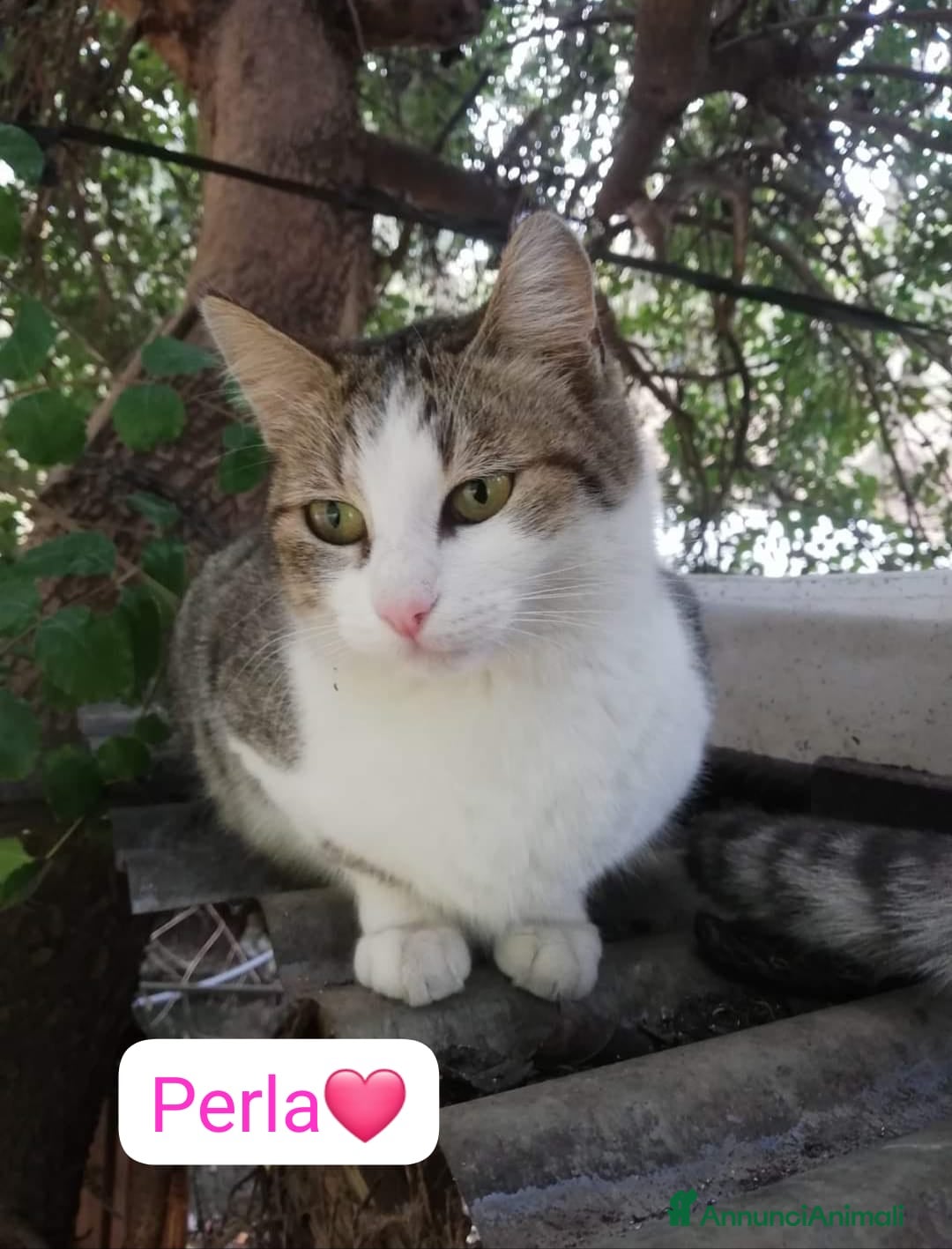 Meticcio cani Perla dolce gattina in adozione  a Provincia di Como - Annuncio 39