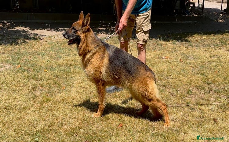 Pastore Tedesco cani a Provincia autonoma di Trento - Annuncio 1