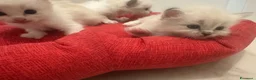Ragdoll gatti in vendita: Tre cucciole di ragdoll, tre meraviglie! 🐾💙 - Annuncio 11