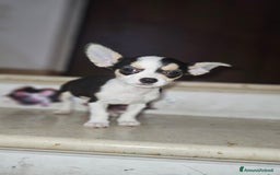 Chihuahua cani in vendita: Chihuahua mini toy  a Città metropolitana di Milano - Immagine 4