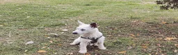 Jack Russell cani per accoppiamento: Monty cerca jack russel femmina per accoppiamento  a Provincia di Perugia - Annuncio 2