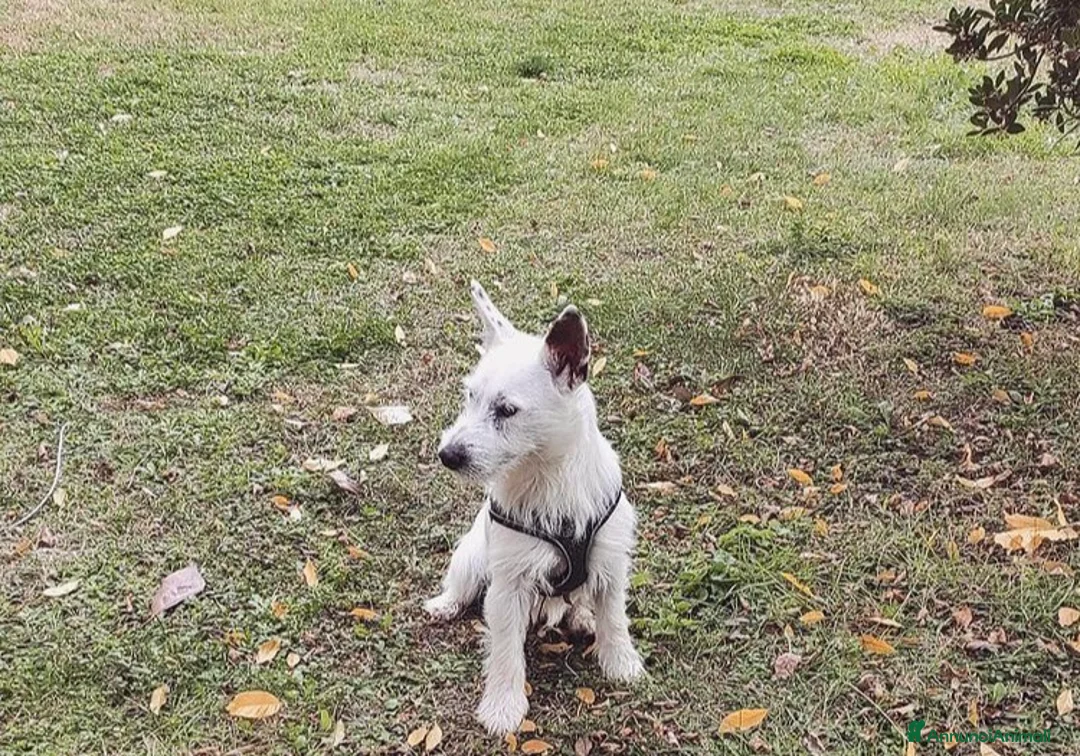 Jack Russell cani per accoppiamento: Monty cerca jack russel femmina per accoppiamento  a Provincia di Perugia - Annuncio 2