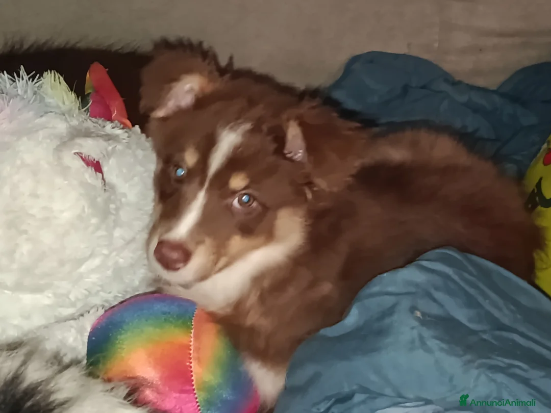 Australian Shepherd cani in vendita: Cucciole pastore australiano  - Annuncio 9