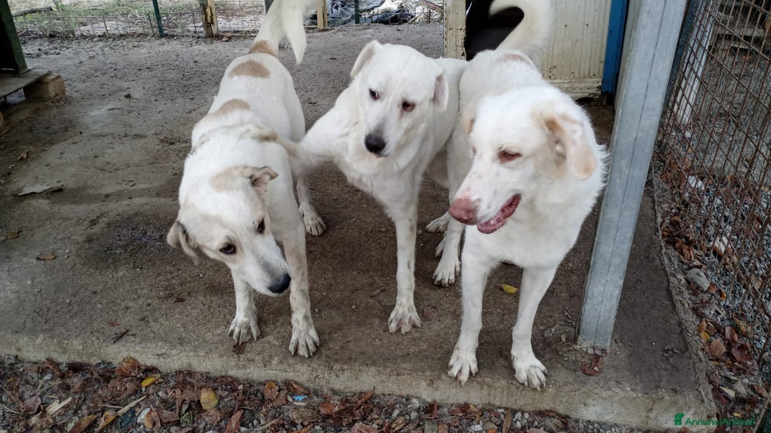 Meticcio cani in regalo: Cracco molto affettuoso - Annuncio 12