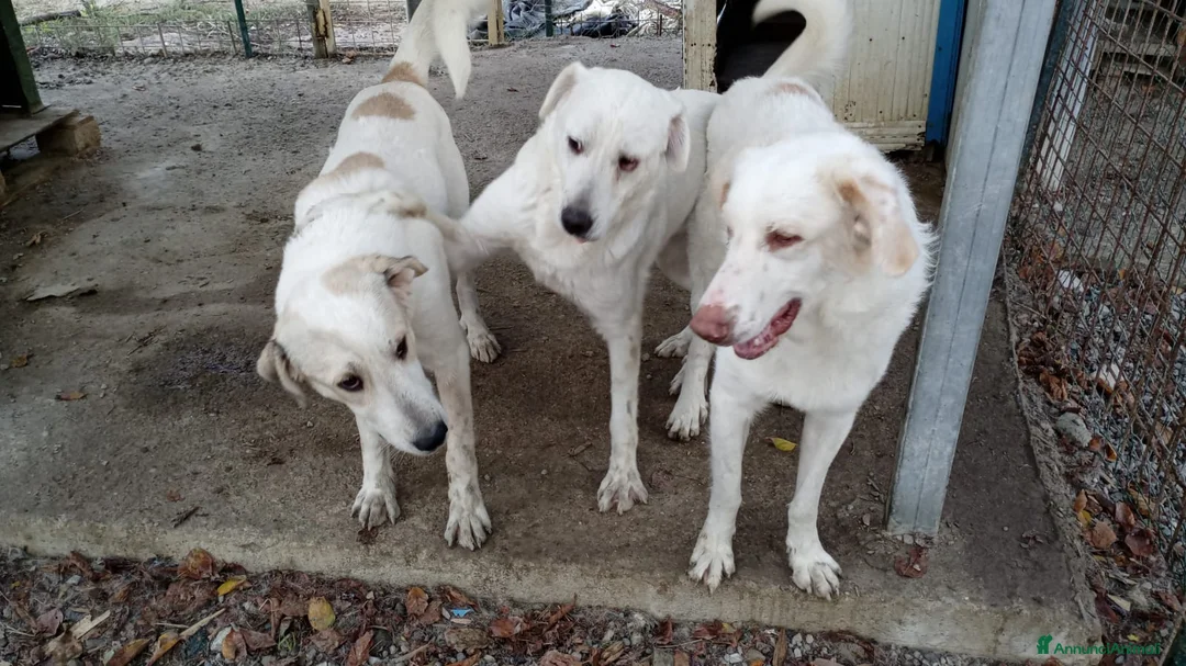 Meticcio cani in regalo: Cracco molto affettuoso - Annuncio 12