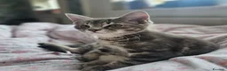Maine Coon gatti in vendita: Bellissimi cuccioli di Maine Coon - Annuncio 11