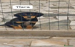 Meticcio cani in regalo: TIARA cucciola dolce a Città Metropolitana di Bologna - Immagine 4