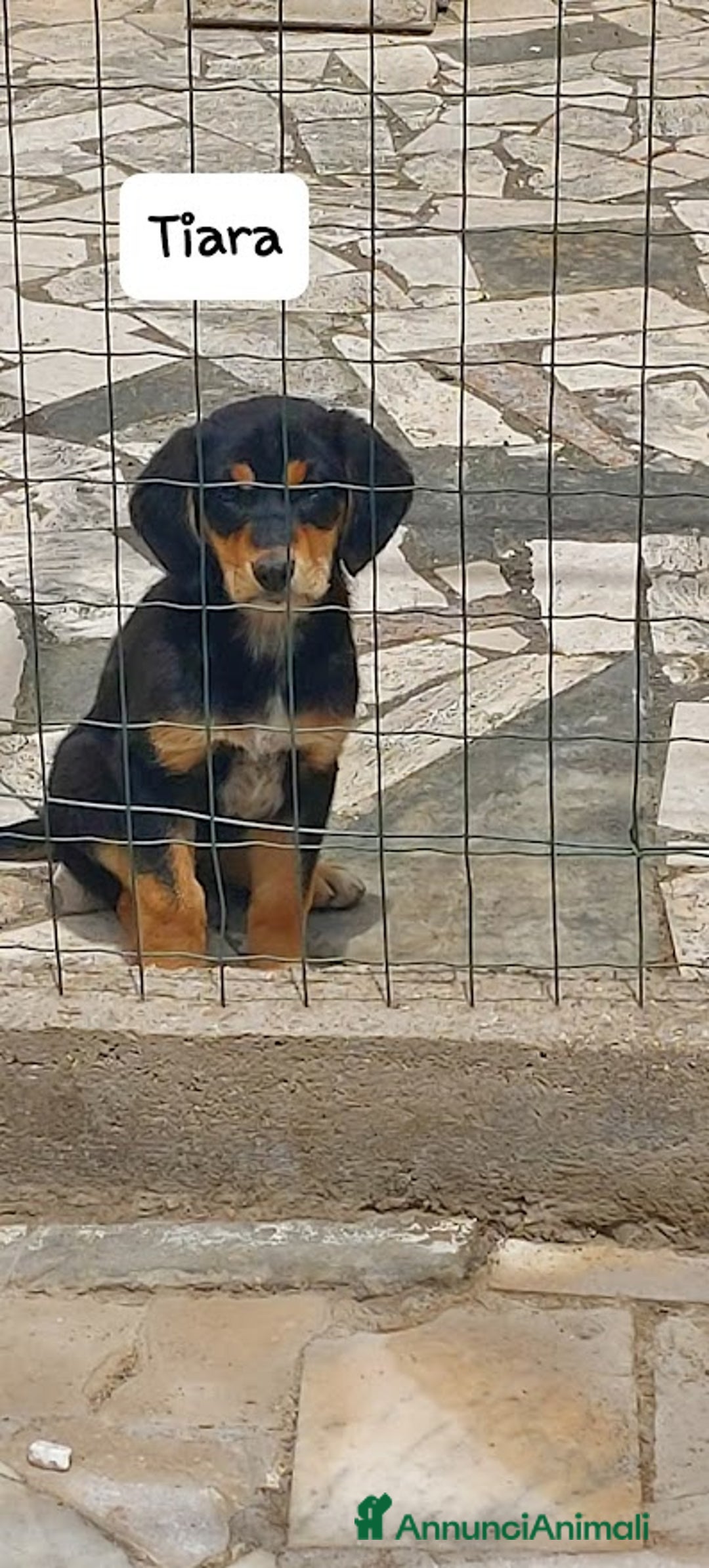 Meticcio cani in regalo: TIARA cucciola dolce a Città Metropolitana di Bologna - Immagine 4