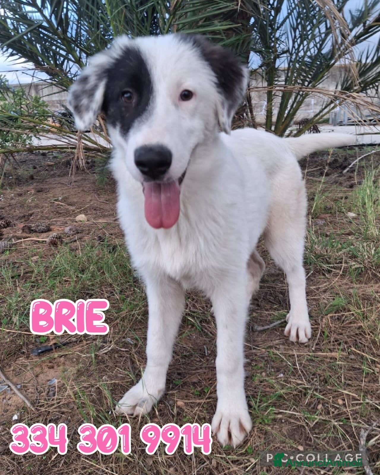 Meticcio cani in regalo: BRIE 🩷 MA DAVVERO NESSUNO MI VUOLE? 🥺 - Annuncio 1