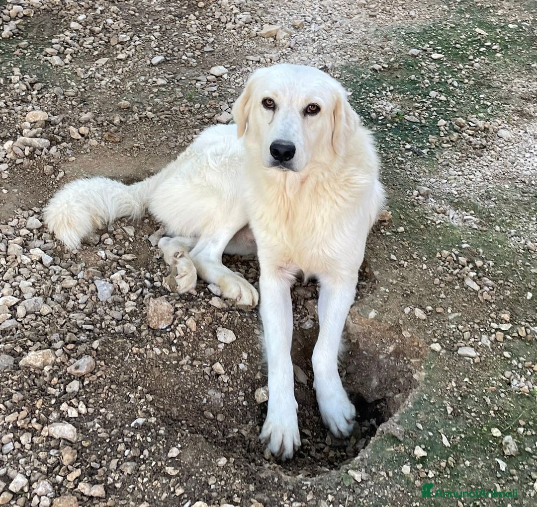 Meticcio cani in regalo: ADOTTA IL TENERO LUCKY - Annuncio 1