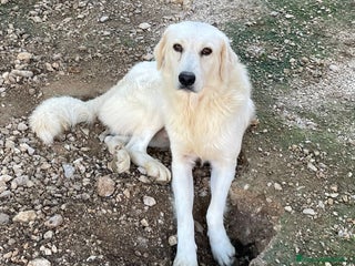 Meticcio cani ADOTTA IL TENERO LUCKY - Annuncio 20