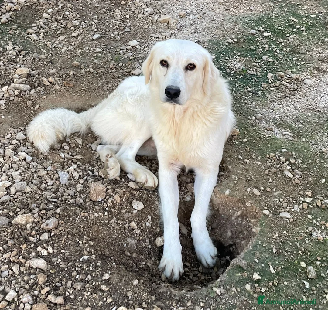 Meticcio cani in regalo: ADOTTA IL TENERO LUCKY - Annuncio 1