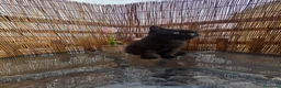 Persiano gatti in vendita: VOLEVO UN GATTO NERO 🎶 - Annuncio 6