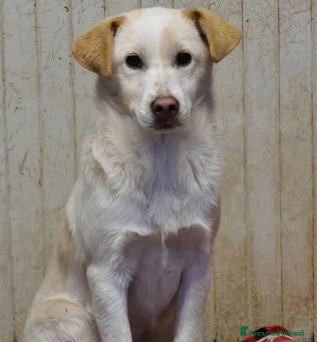 Meticcio cani in regalo: Adotta Simonetta - Annuncio 2