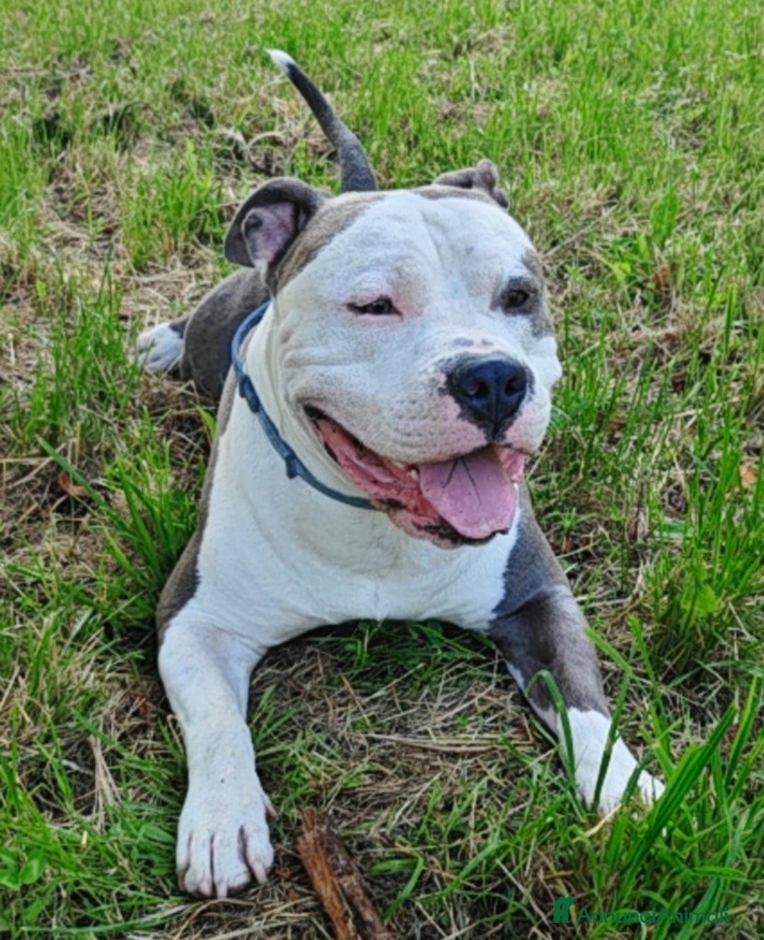 Pitbull cani per accoppiamento: Monta - Annuncio 26