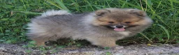 Volpino Italiano cani in vendita: Volpino Italiano Maschio Pedigree  - Annuncio 6