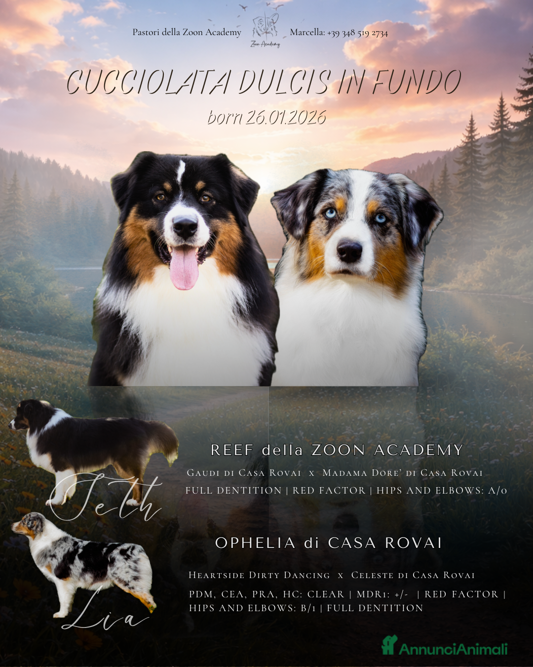 Australian Shepherd cani Cuccioli alta genealogia Pastore Australiano - Annuncio 1