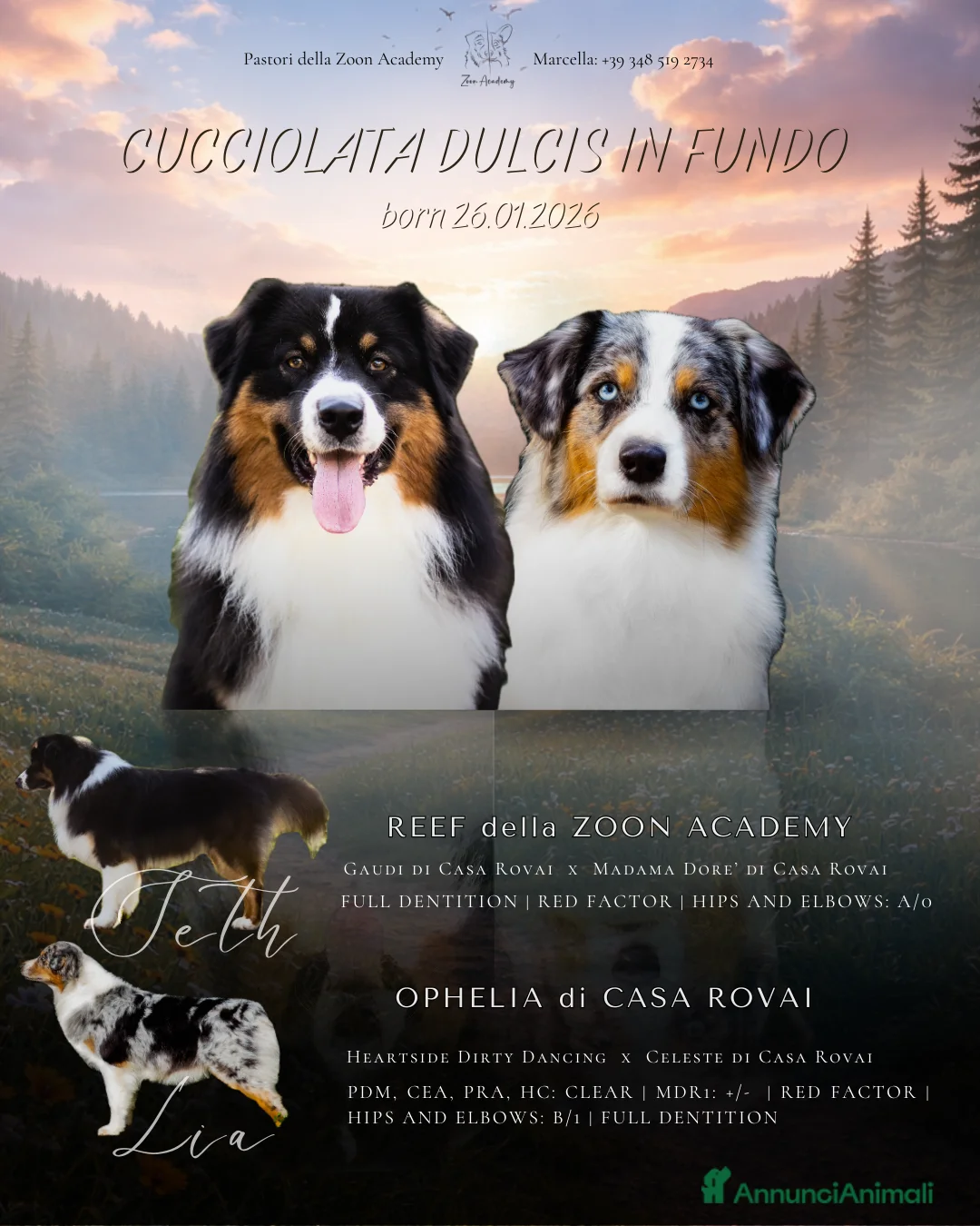 Australian Shepherd cani in vendita: Cuccioli alta genealogia Pastore Australiano - Annuncio 1