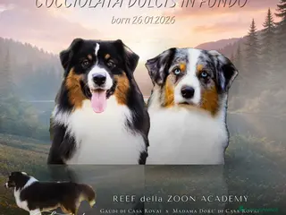 Australian Shepherd cani Cuccioli alta genealogia Pastore Australiano - Annuncio 1