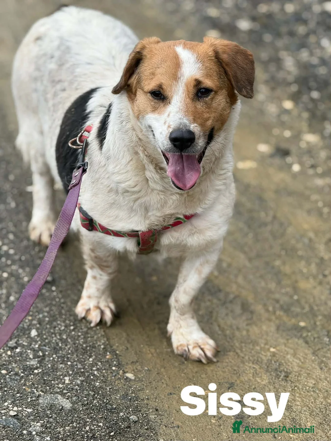 Meticcio cani in regalo: SISSY, dolcissima timidona ZAMPACORTA! - Annuncio 7