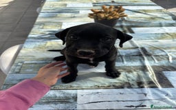 Meticcio cani in vendita: Vendita Cuccioli - Immagine 2