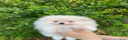 Volpino Pomerania cani in vendita: Ultimi cuccioli di Pomerania con pedigree  a Città Metropolitana di Genova - Annuncio 4