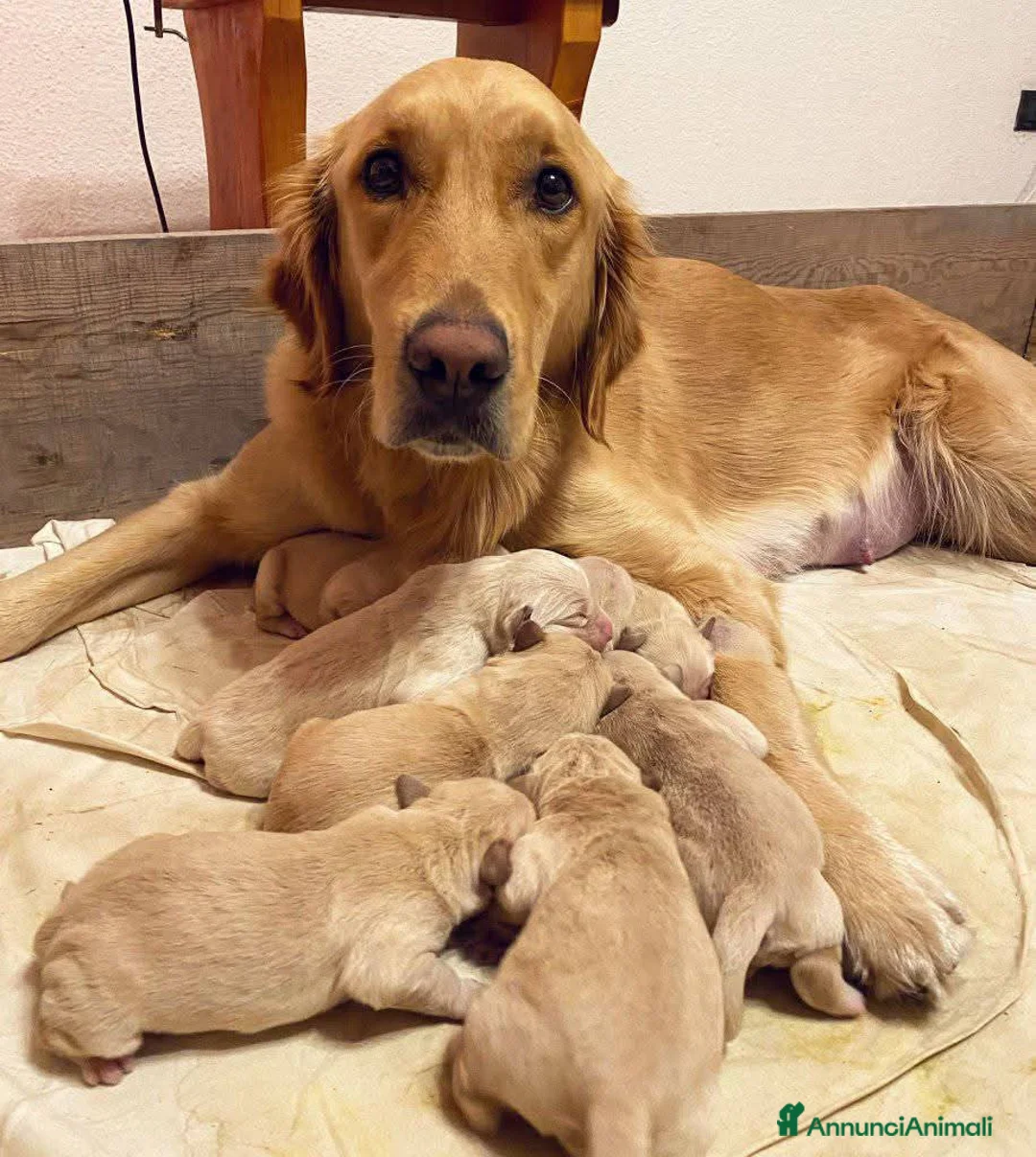 Golden Retriever cani in vendita: Cuccioli di Golden retriever  a Provincia di Varese - Annuncio 1