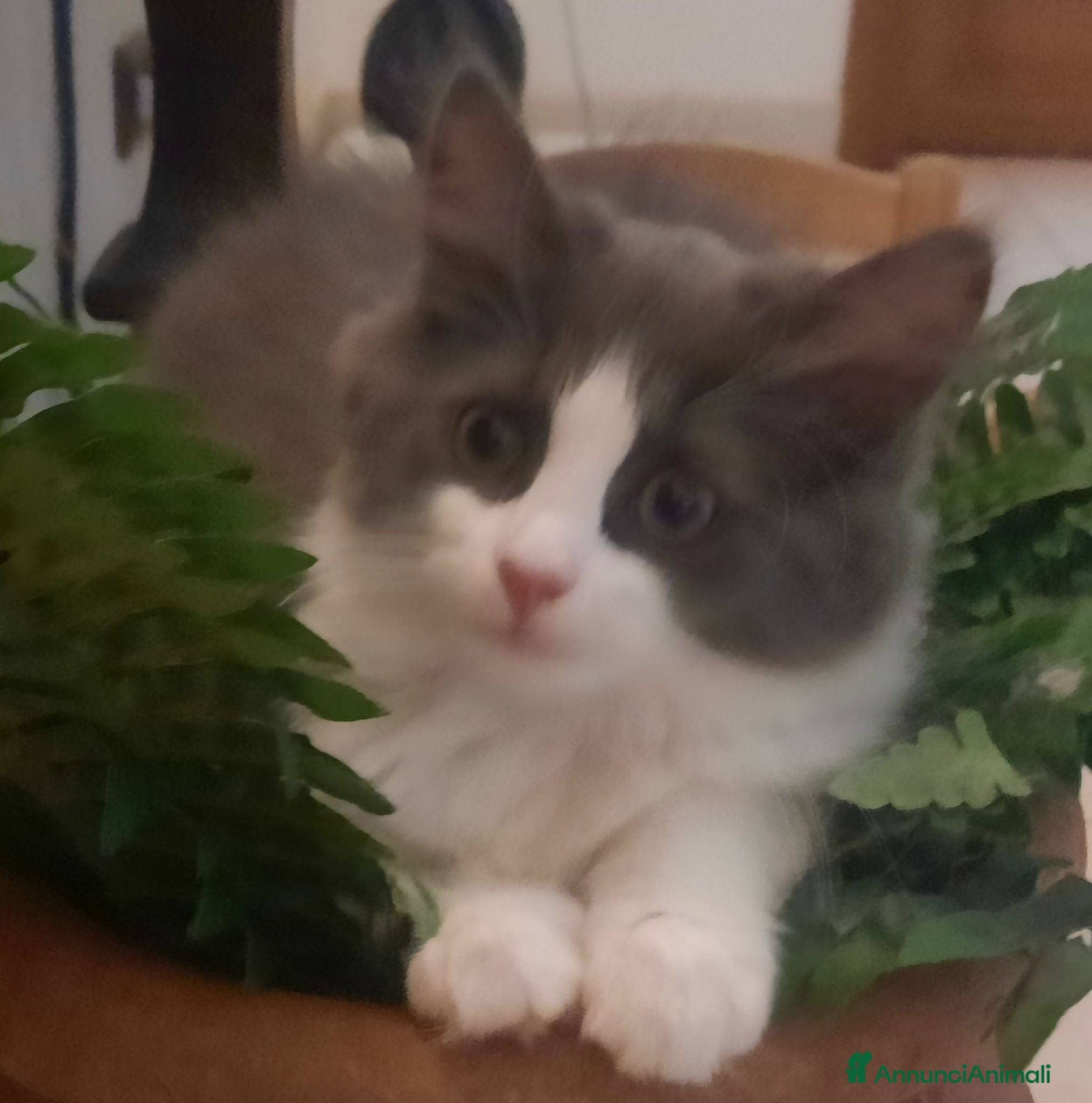 Siberiano gatti Cucciolini di gatto siberizno cresciuti in casa - Annuncio 1