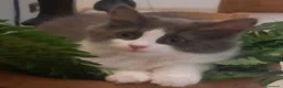 Siberiano gatti in vendita: Cucciolini di gatto siberizno cresciuti in casa - Annuncio 1