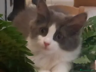 Siberiano gatti Cucciolini di gatto siberizno cresciuti in casa - Annuncio 5