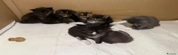 Maine Coon gatti in vendita: Maine Coon - Annuncio 2