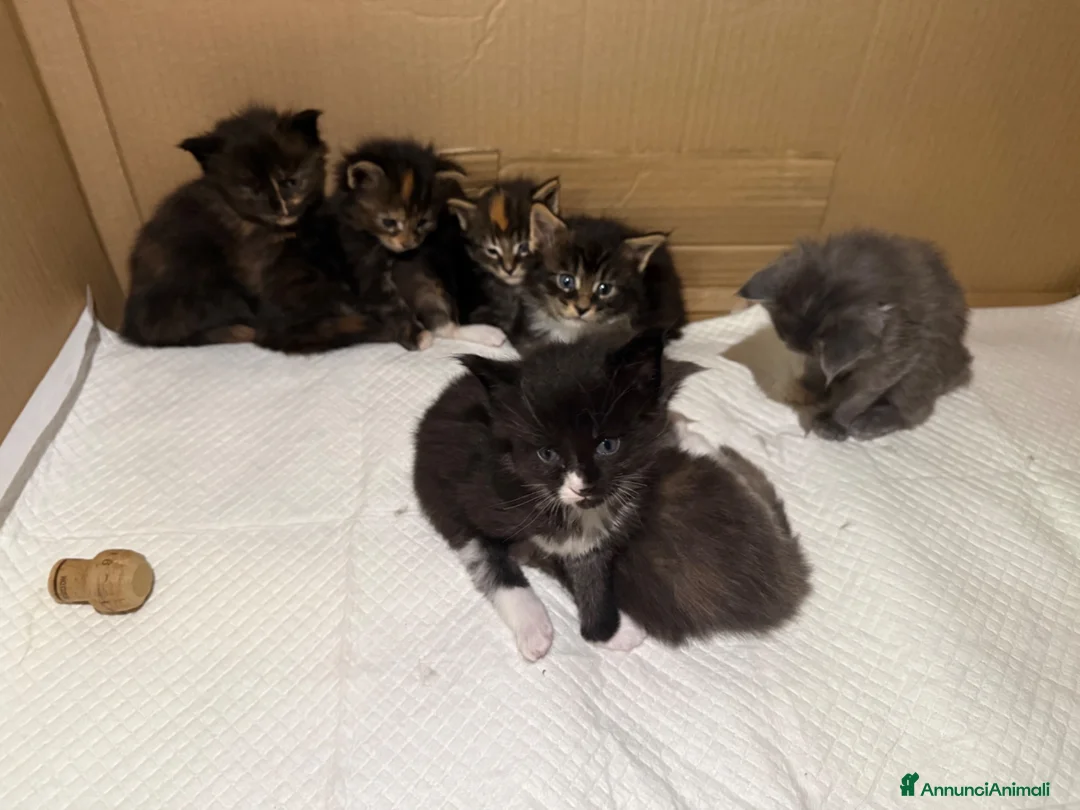 Maine Coon gatti in vendita: Maine Coon - Annuncio 2