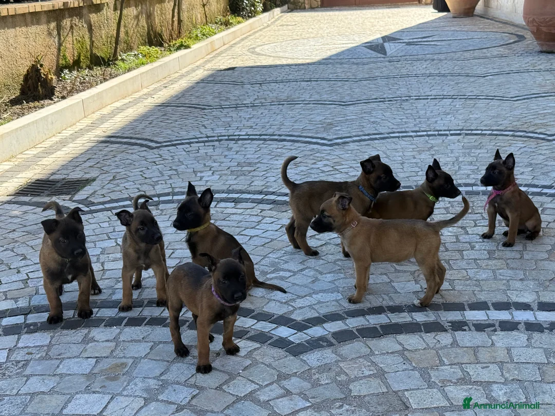 Pastore Belga cani in vendita: Pastore Belga Malinois a Provincia dell'Aquila - Annuncio 3