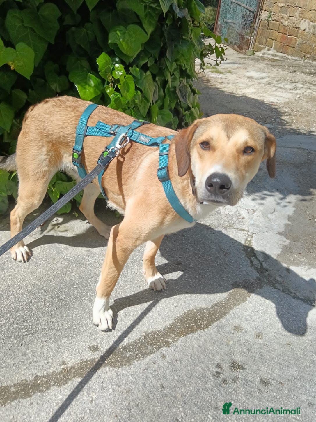 Meticcio cani RORY  - Annuncio 4