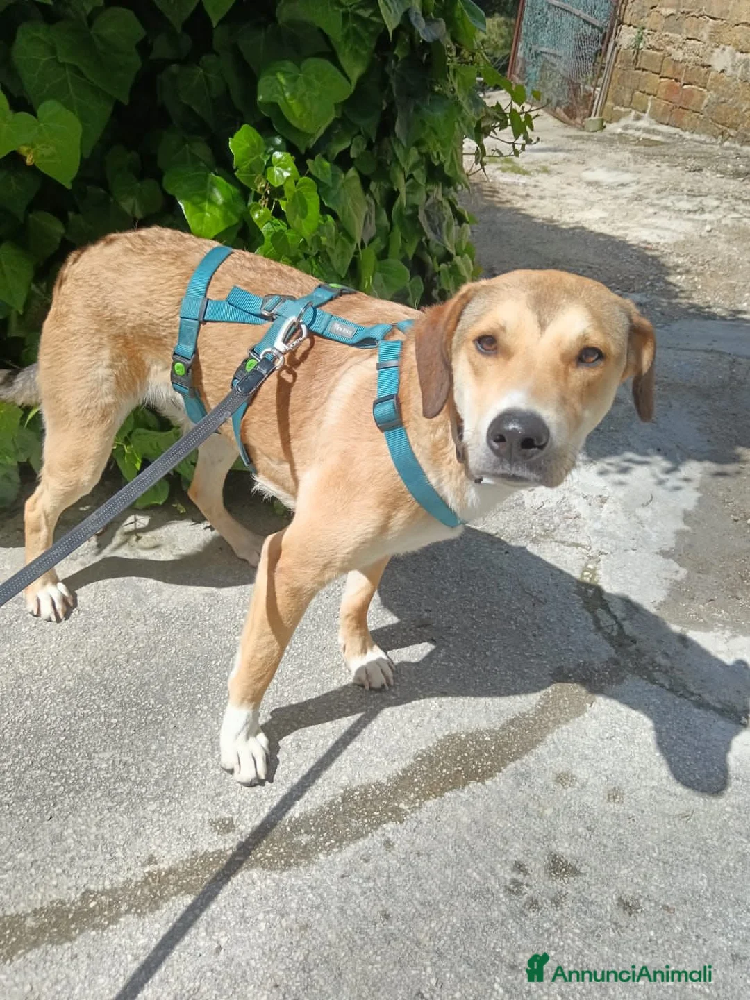 Meticcio cani in regalo: RORY  - Annuncio 1