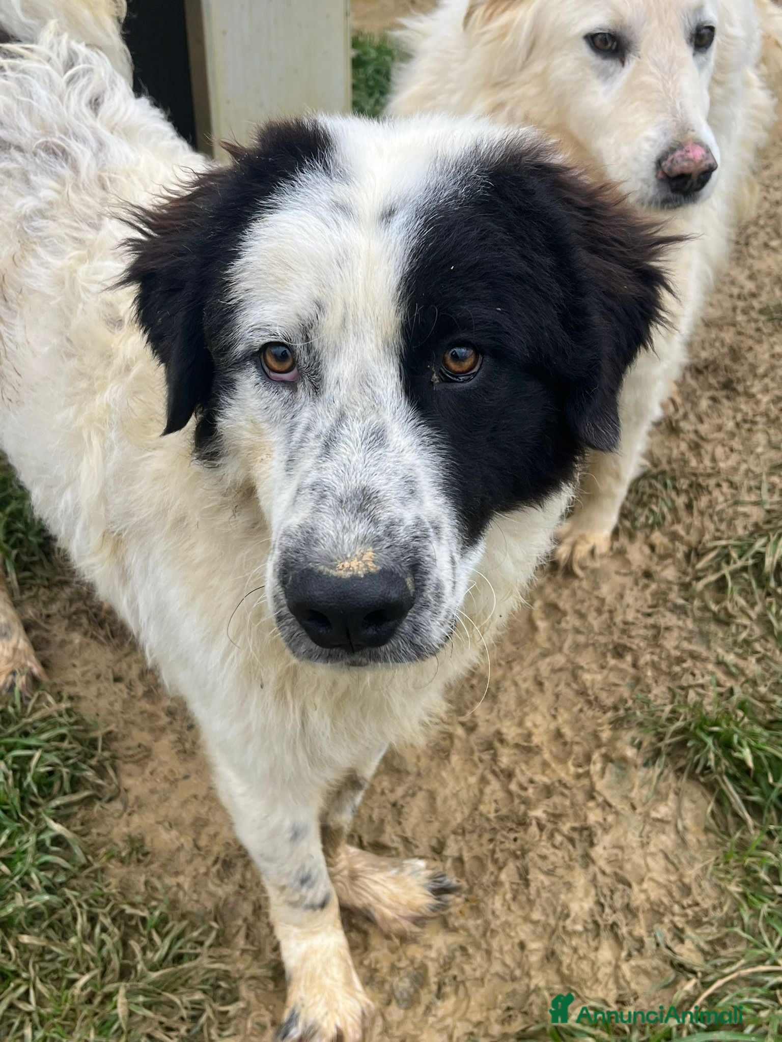 Altre razze cani zampa  - Annuncio 2