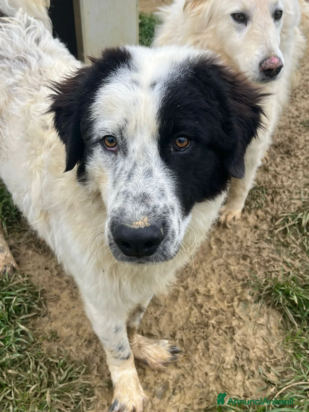 Altre razze cani in regalo: zampa  - Annuncio 2