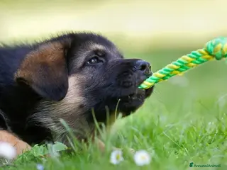 Pastore Tedesco cani in vendita: Cuccioli pastore tedesco selezionato - Annuncio 1
