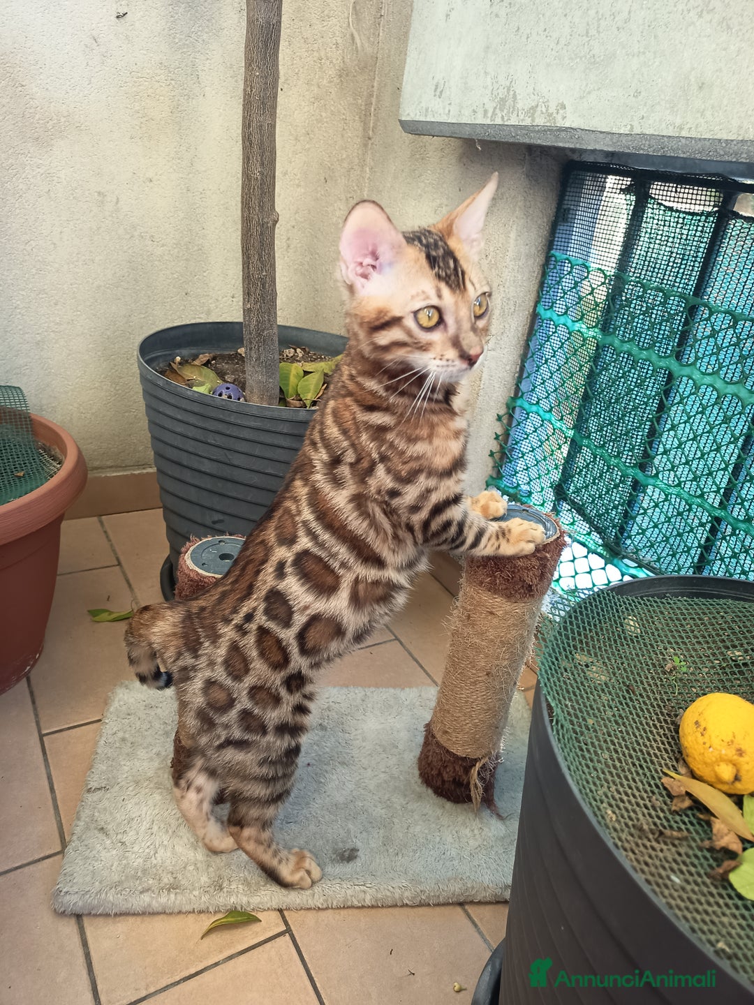 Bengala gatti in vendita: cucioli bengala  - Annuncio 7