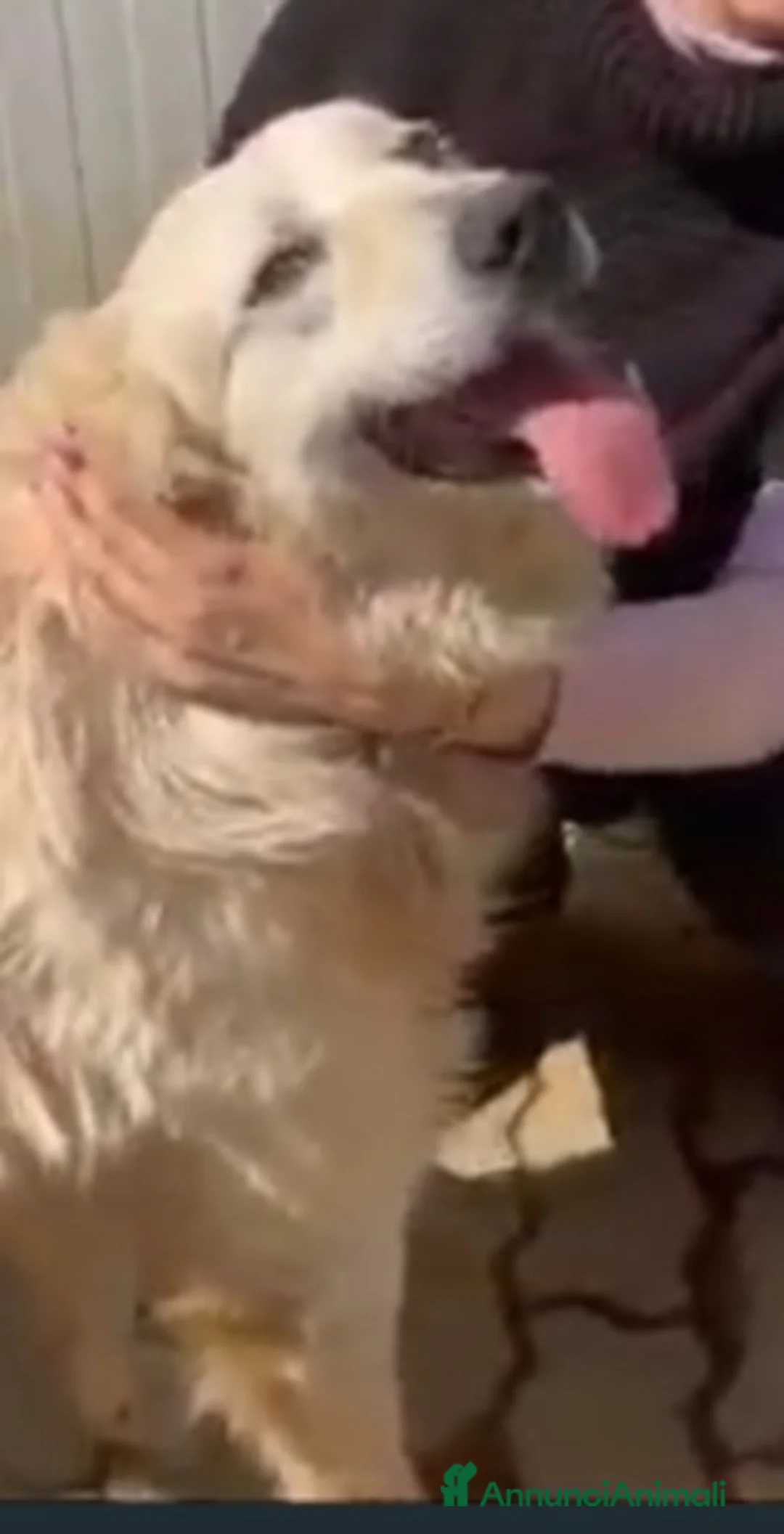 Meticcio cani in regalo: Mix Golden 6anni entrato a 3mesi in box.CALABRIA - Annuncio 1