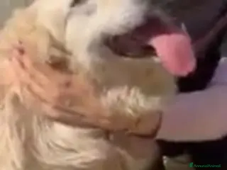 Meticcio cani Mix Golden 6anni entrato a 3mesi in box.CALABRIA - Annuncio 5