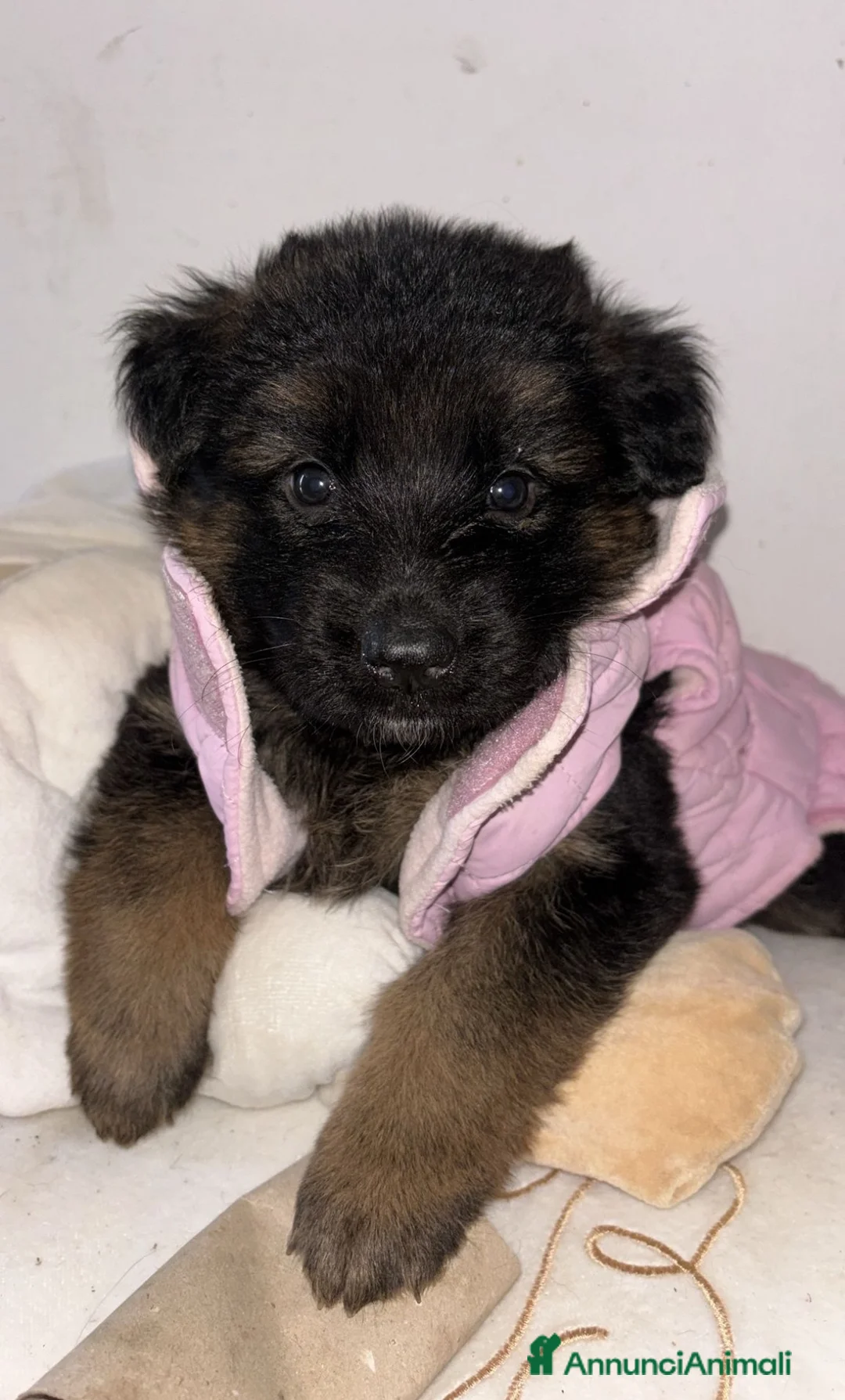 Pastore Tedesco cani in vendita: Cucciolata di pastore tedesco di alta qualità  - Annuncio 2