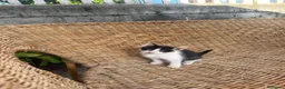 Altre razze gatti in regalo: Gattino di 3 mesi - Annuncio 5