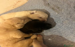 Labrador cani in vendita: Cuccioli Labrador  a Provincia di Bergamo - Immagine 3
