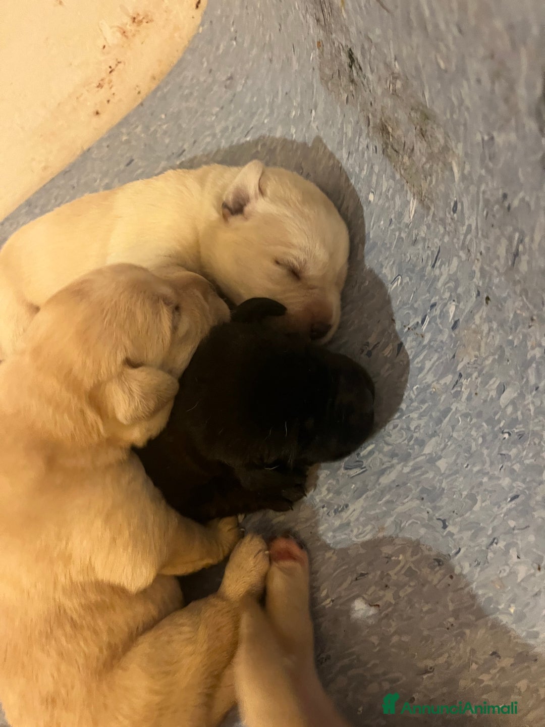 Labrador cani in vendita: Cuccioli Labrador  a Provincia di Bergamo - Immagine 3