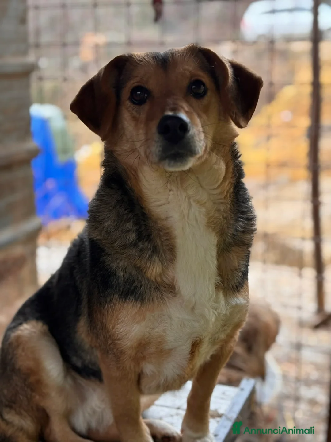 Meticcio cani in regalo: DOTTIE, tenerissima TG PICCOLA cerca coccole! - Annuncio 6