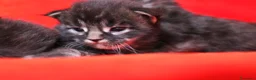 Maine Coon gatti in vendita: Cuccioli maine coon  a Provincia di Vicenza - Annuncio 6