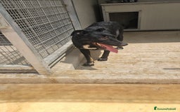 Meticcio cani in regalo: Carlo: 1 anno e mezzo, socievole, timido, dolce a Città Metropolitana di Genova - Immagine 26