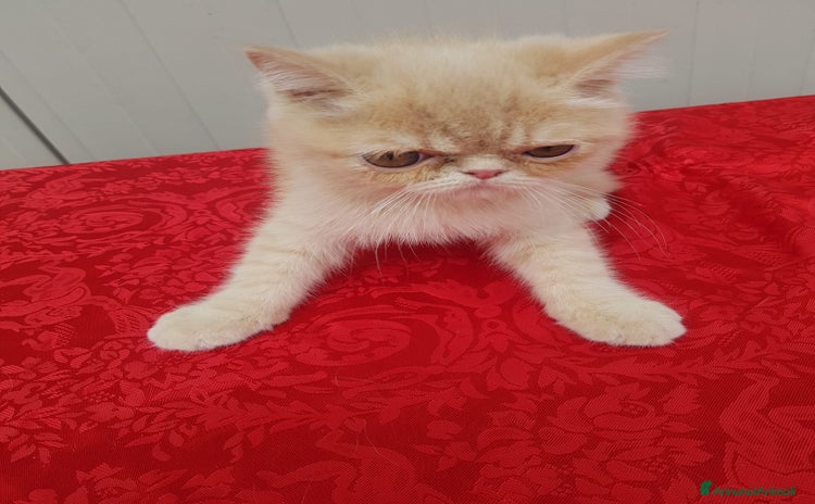 Exotic Shorthair gatti a Città metropolitana di Roma Capitale - Annuncio 1