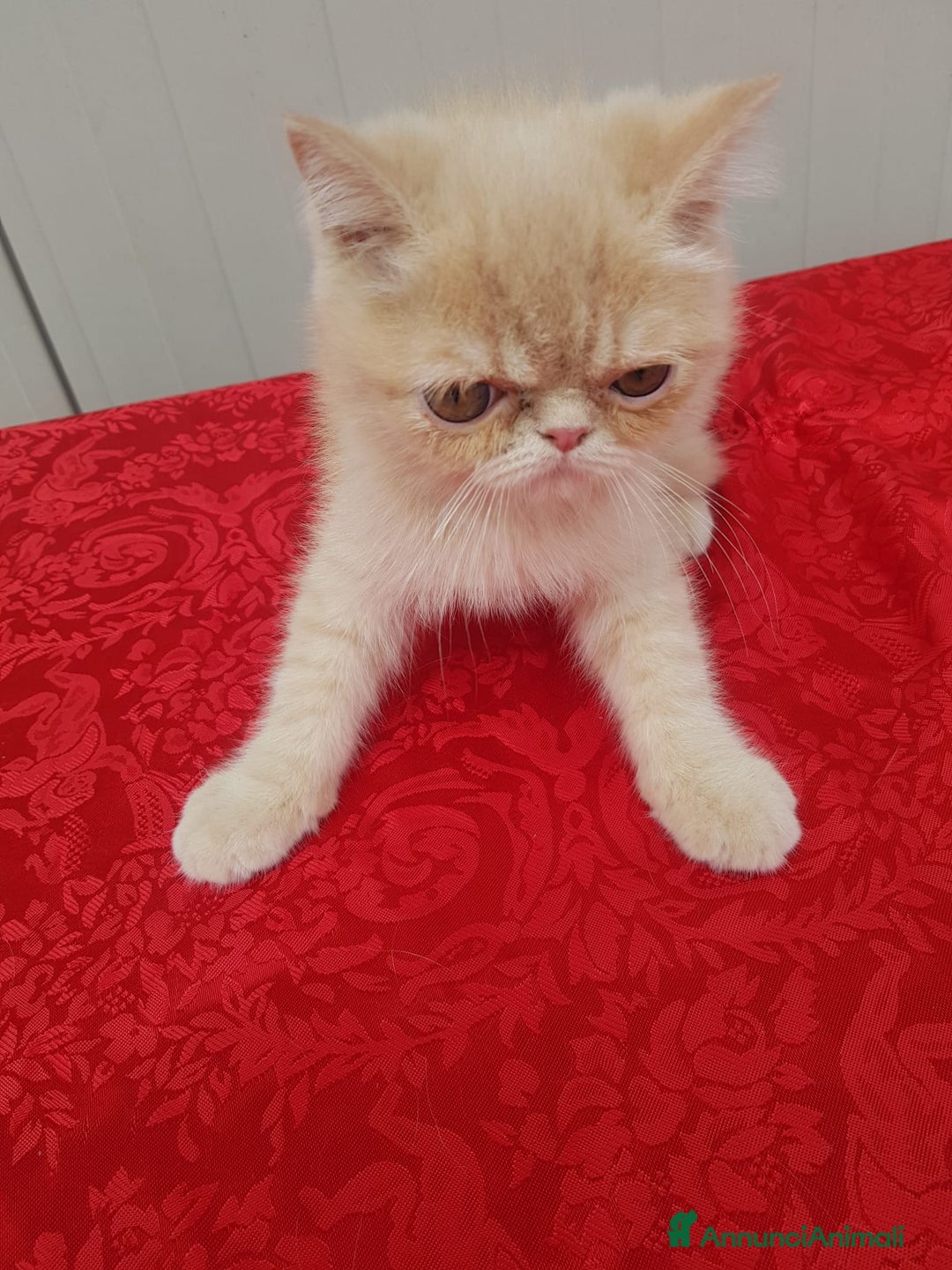 Exotic Shorthair gatti in vendita: Exotic Shorthair  a Città metropolitana di Roma Capitale - Immagine 1